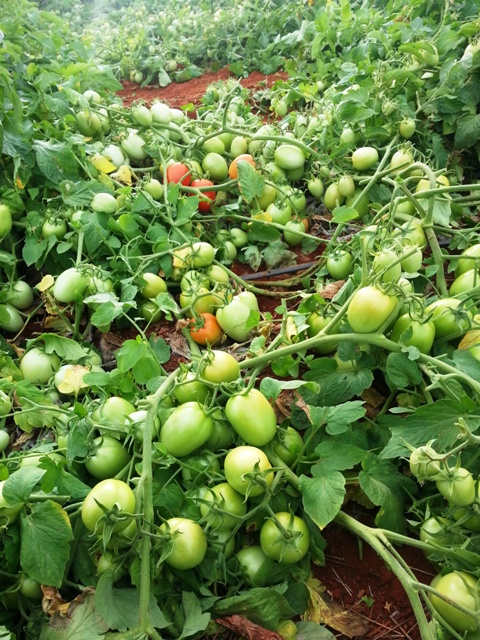 O tomate saladete tem ganhado cada vez mais expressão nas regiões produtoras - Créditos Camila Queiroz da Silva