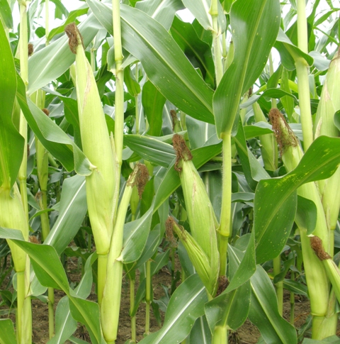 Os fertilizantes nitrogenados proporcionam incremento de produção - Crédito Shutterstock
