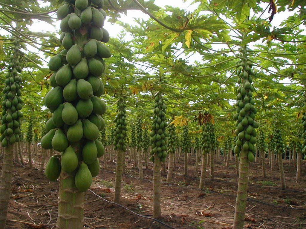 O-sabor-do-fruto-está-ligado-aos-sólidos-solúveis-CréditoBrapex