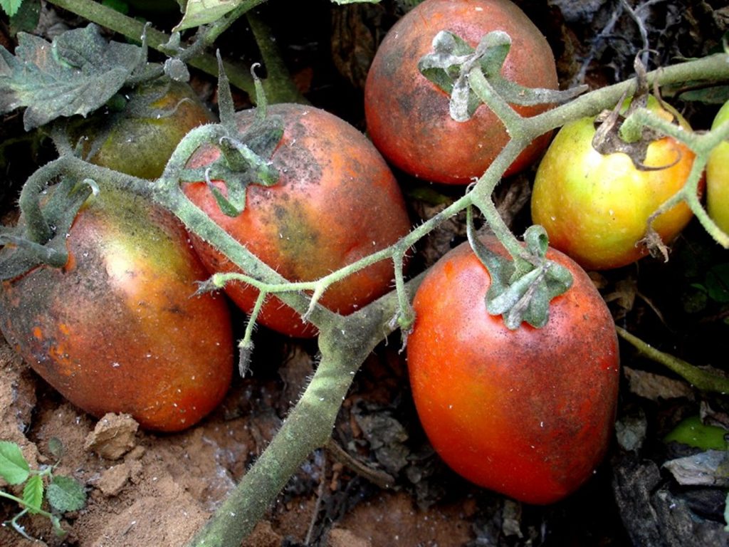 Sintomas de viroses nos frutos do tomateiro - Crédito Luiz Bambini