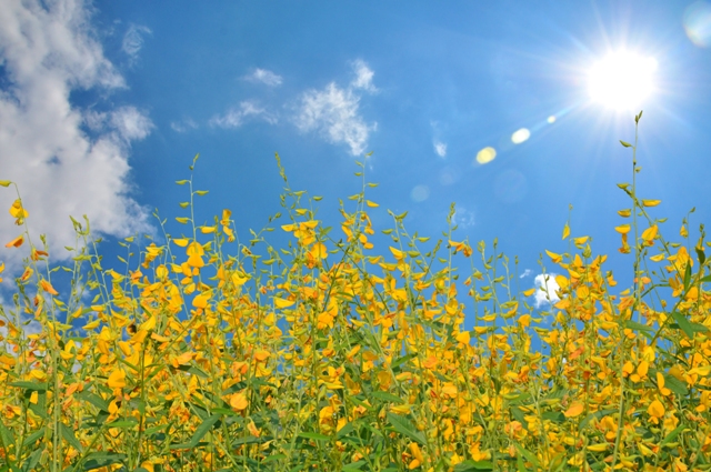 A adubação verde melhora as propriedades físico-químicas do solo - Crédito Shutterstock