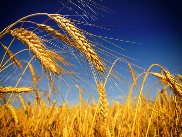 O Brasil cultiva anualmente cerca de 2,2 milhões de hectares de trigo - Crédito Shutterstock