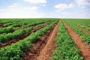 Goiás é o principal produtor de tomate-indústria do País, com 12,3 mil hectares de área plantada