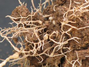 Nematoides tomando as raízes da planta - CréditoInobert de Melo