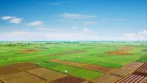 Agricultura de precisão possibilita tomada de decisão mais assertiva - Crédito Shutterstock