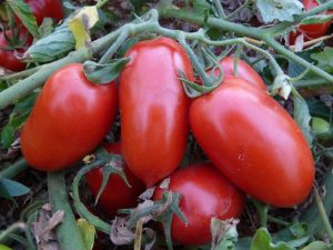 O mercado de tomate industrial ainda tem espaço para crescer -Crédito Alice Quezado