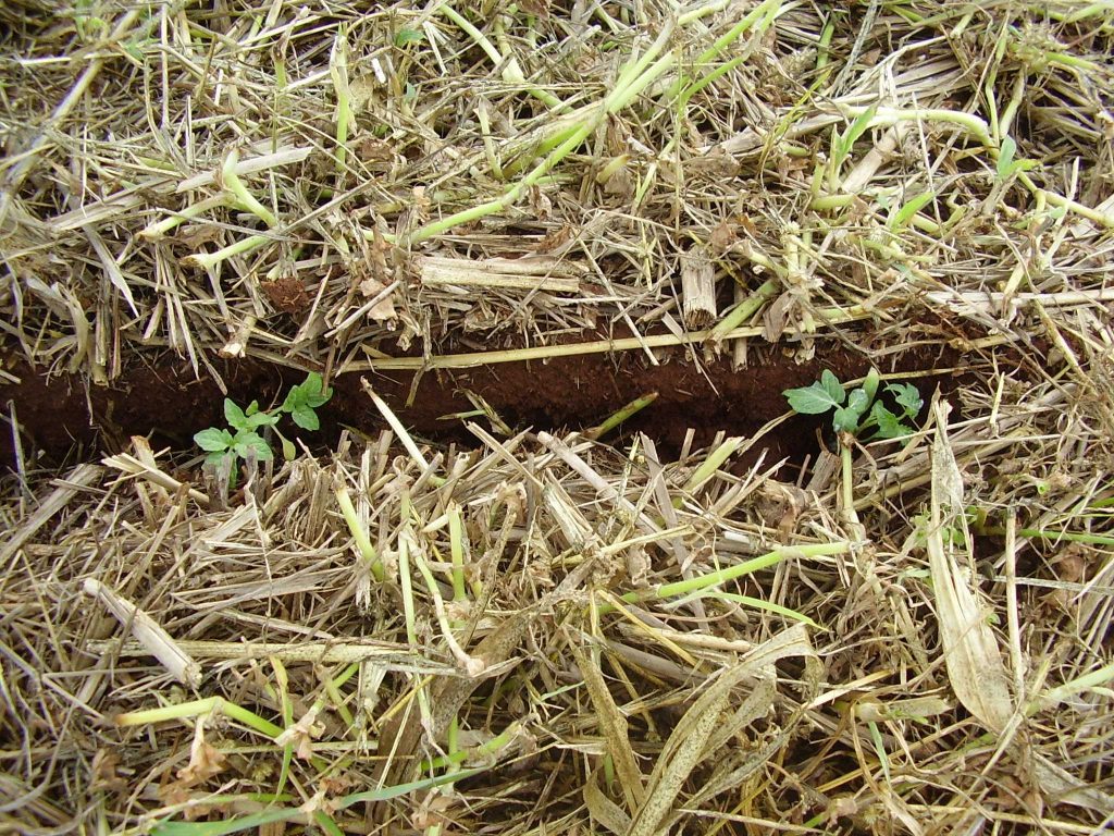 O plantio direto reduz perda de solo e nutrientes por erosão ou de água por evaporação - Crédito Embrapa Hortaliças