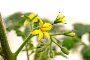  A absorção de nutrientes pelo tomateiro é baixa até o aparecimento das primeiras flores - Crédito Shutterstock