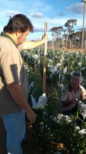 Equipe Tomatecem  treinamento a um novo grupo de produtores na região de Baldim e Jaboticatubas  - Crédito Agrocinco