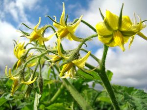  O silício melhora floração e produtividade - Crédito Alltech