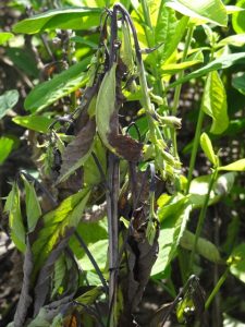  Planta de Crotalariaspectabilis apresentando sinais e sintomas de Fusariumudum, agente causal de murcha
