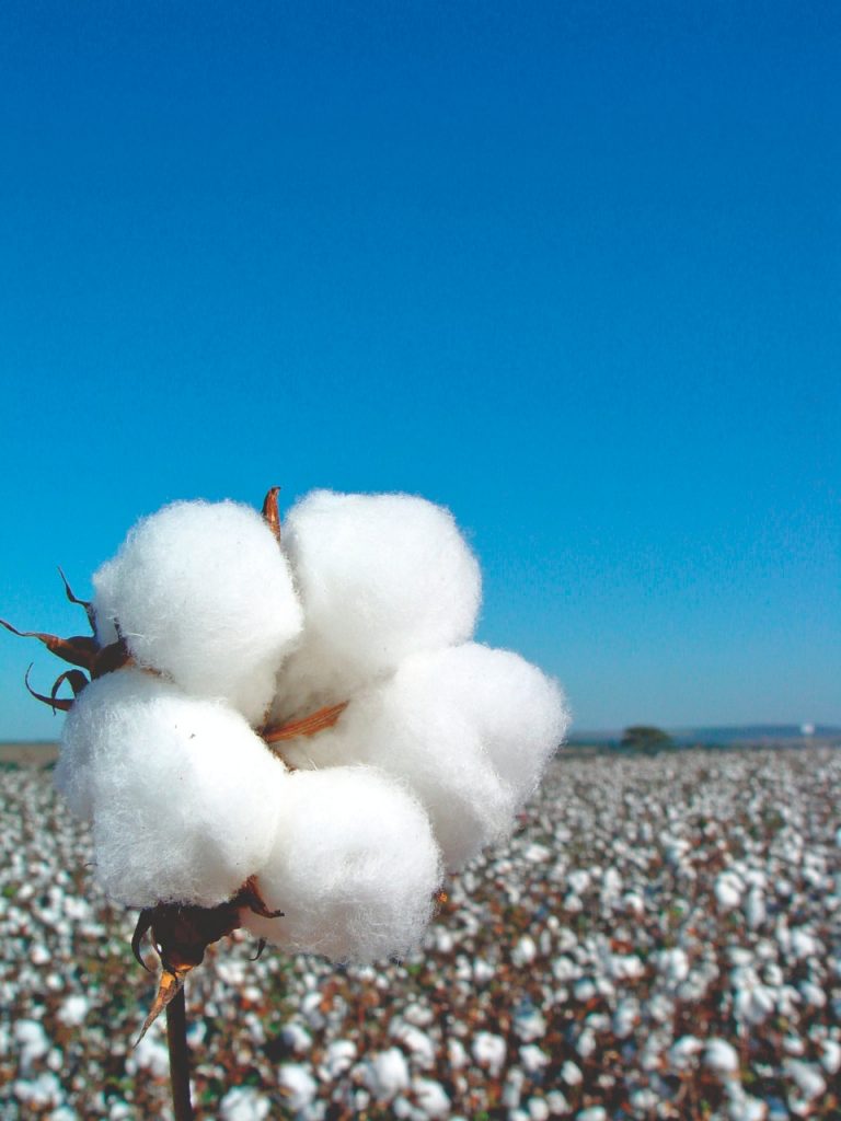 Silício é a resposta no alongamento da fibra de algodão