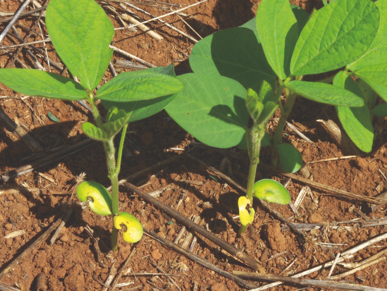 Alerta máximo Alta incidência de doenças da soja Revista Campo Negócios