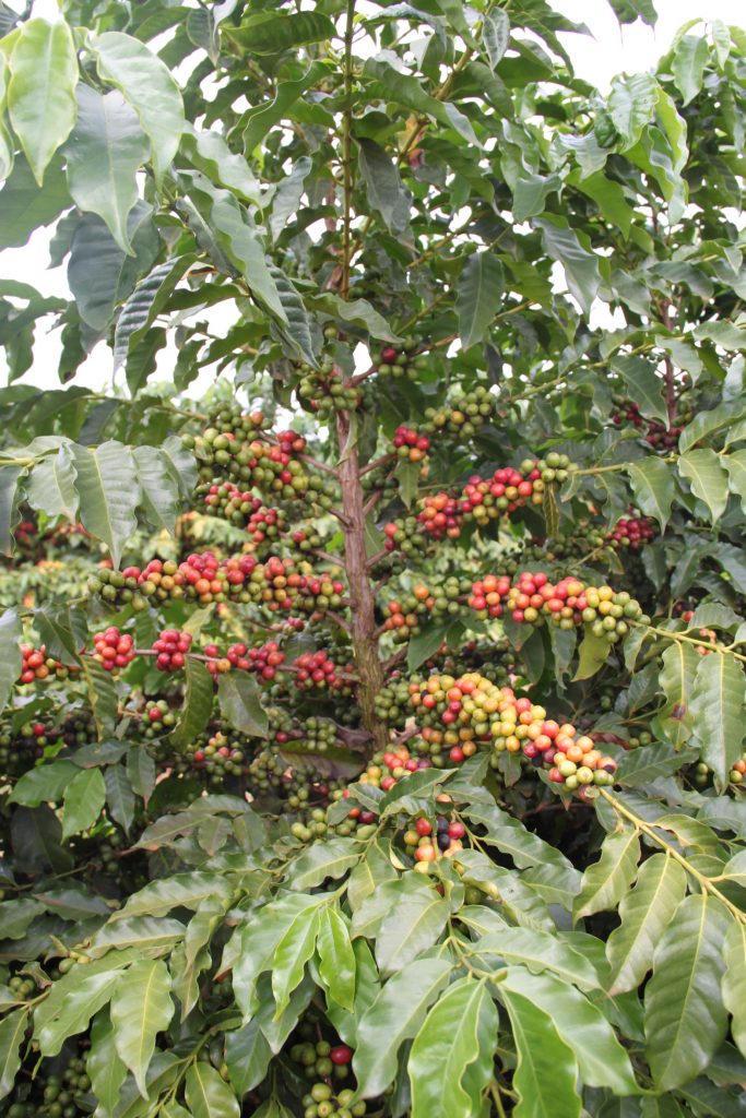 Cooxupé realiza exportação histórica: 80 mil sacas de café em um dia