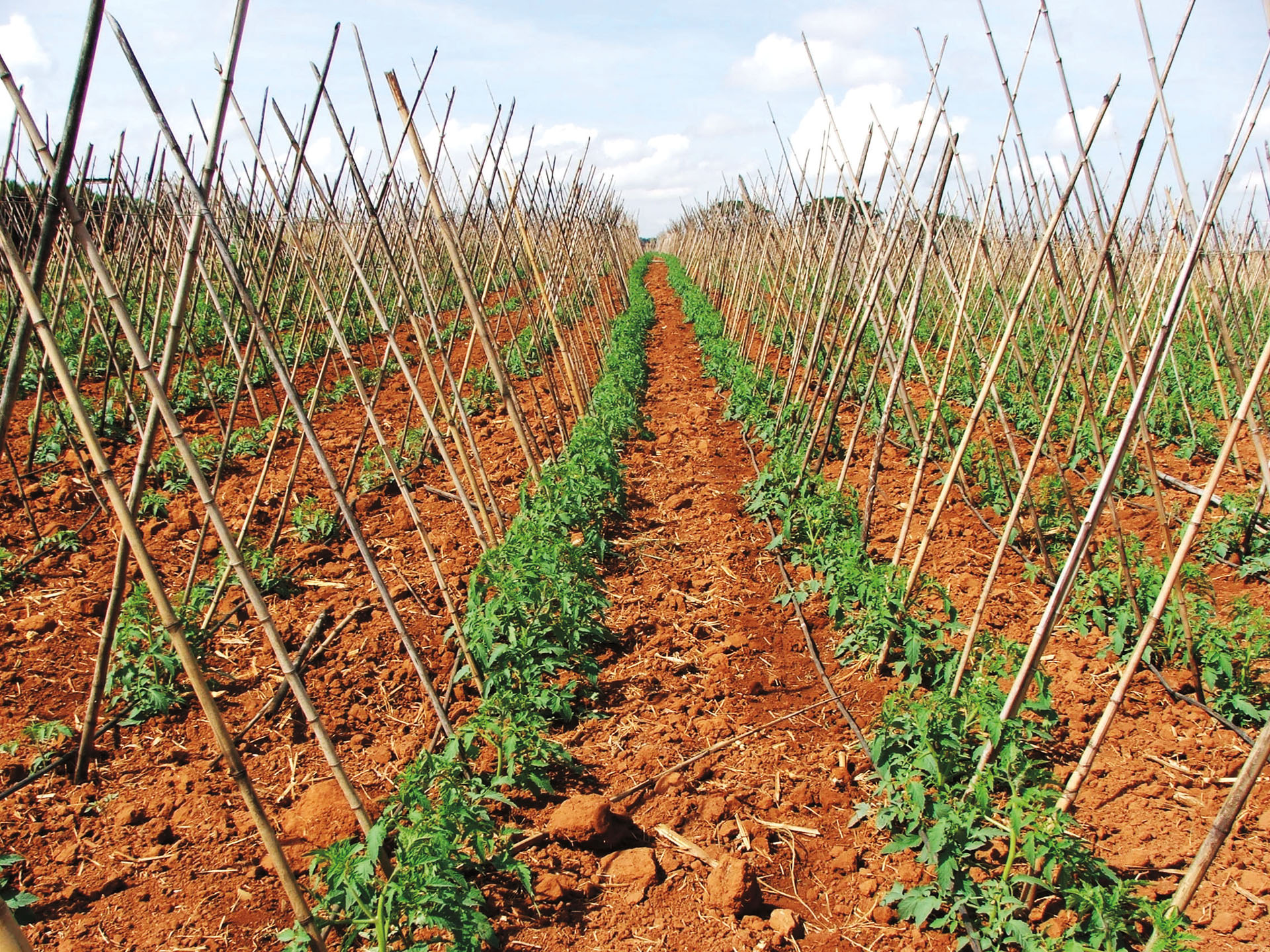 Correção De Solo é Estratégica No Cultivo Do Tomateiro Revista Campo And Negócios 2281