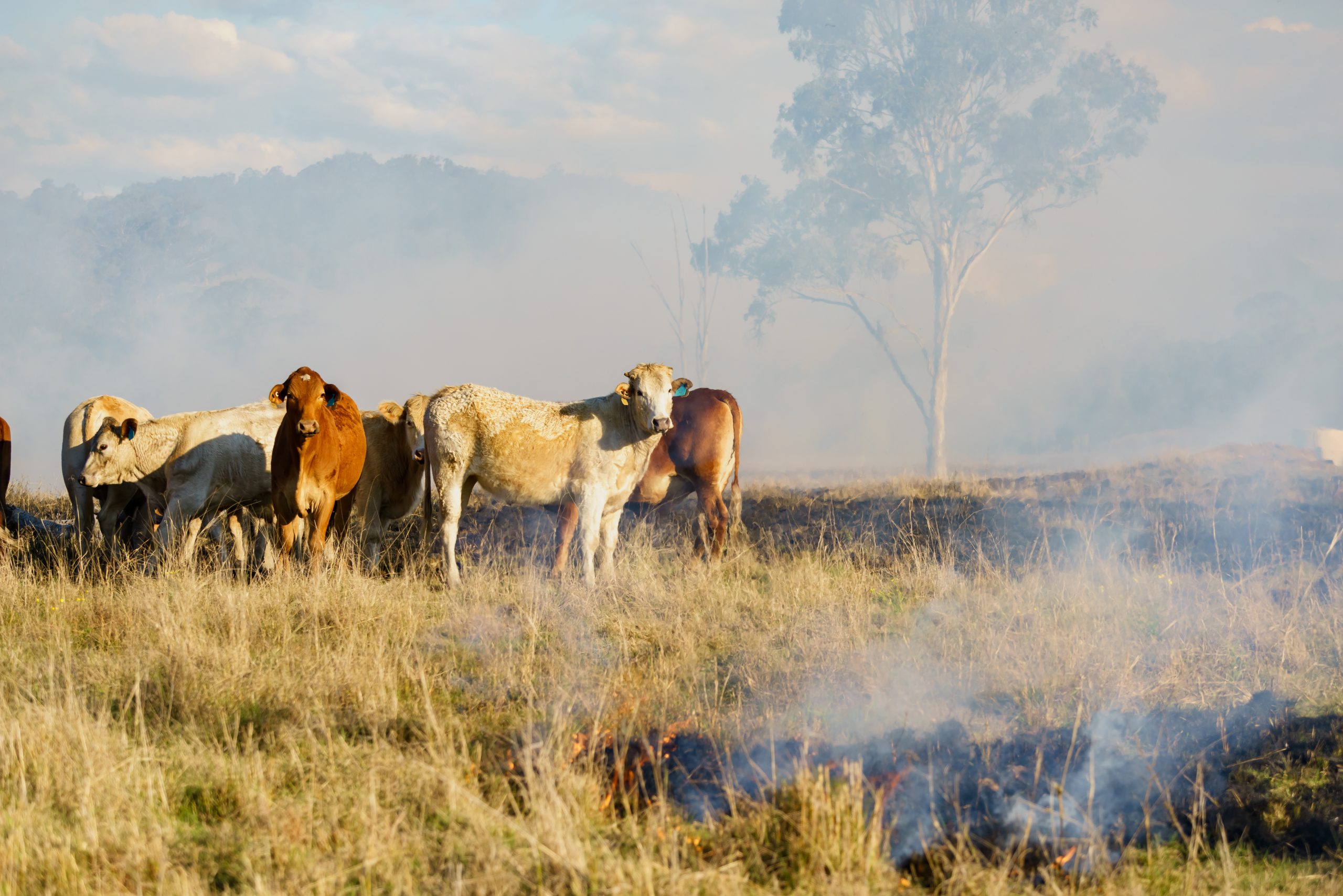 Alltech Lança Campanha Global Para Auxiliar Vítimas Dos Incêndios ...