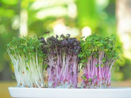 Os microverdes são fáceis de plantar em casa?