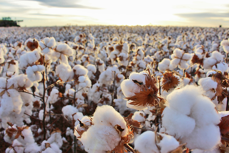 Colheita de algodão se inicia em junho | Revista Campo & Negócios