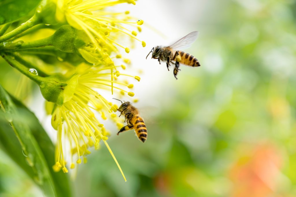 Polinização do tomate: Uso de abelhas otimiza operação | Revista Campo &  Negócios