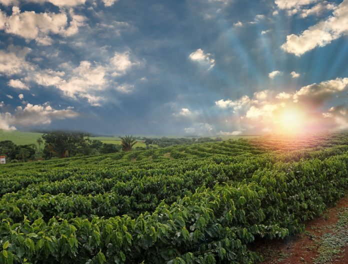 Solucao a base de bioativos chega as lavouras de cafe no Brasil ... picture