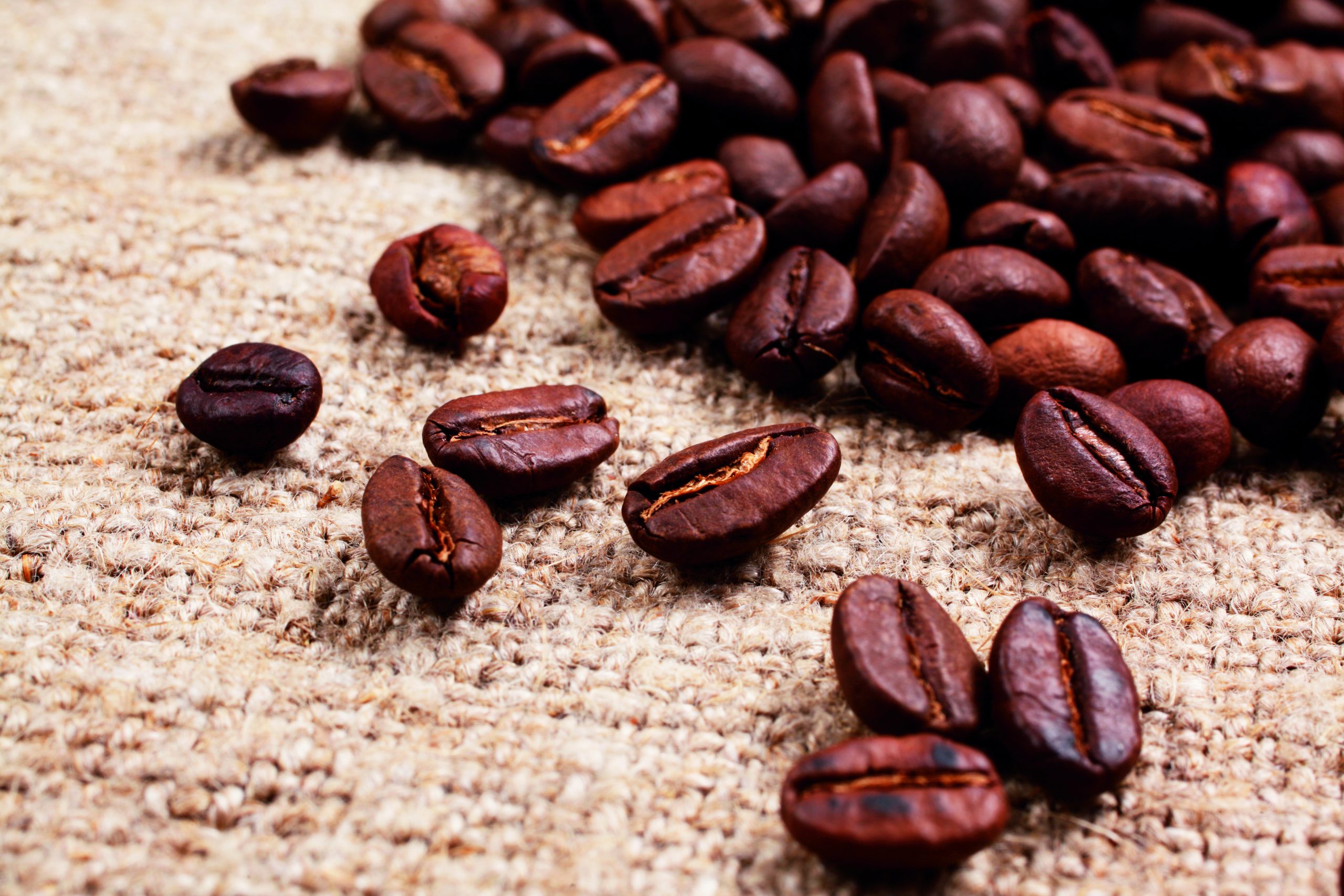Café conilon e robusta: as 2 variedades do Coffea canephora