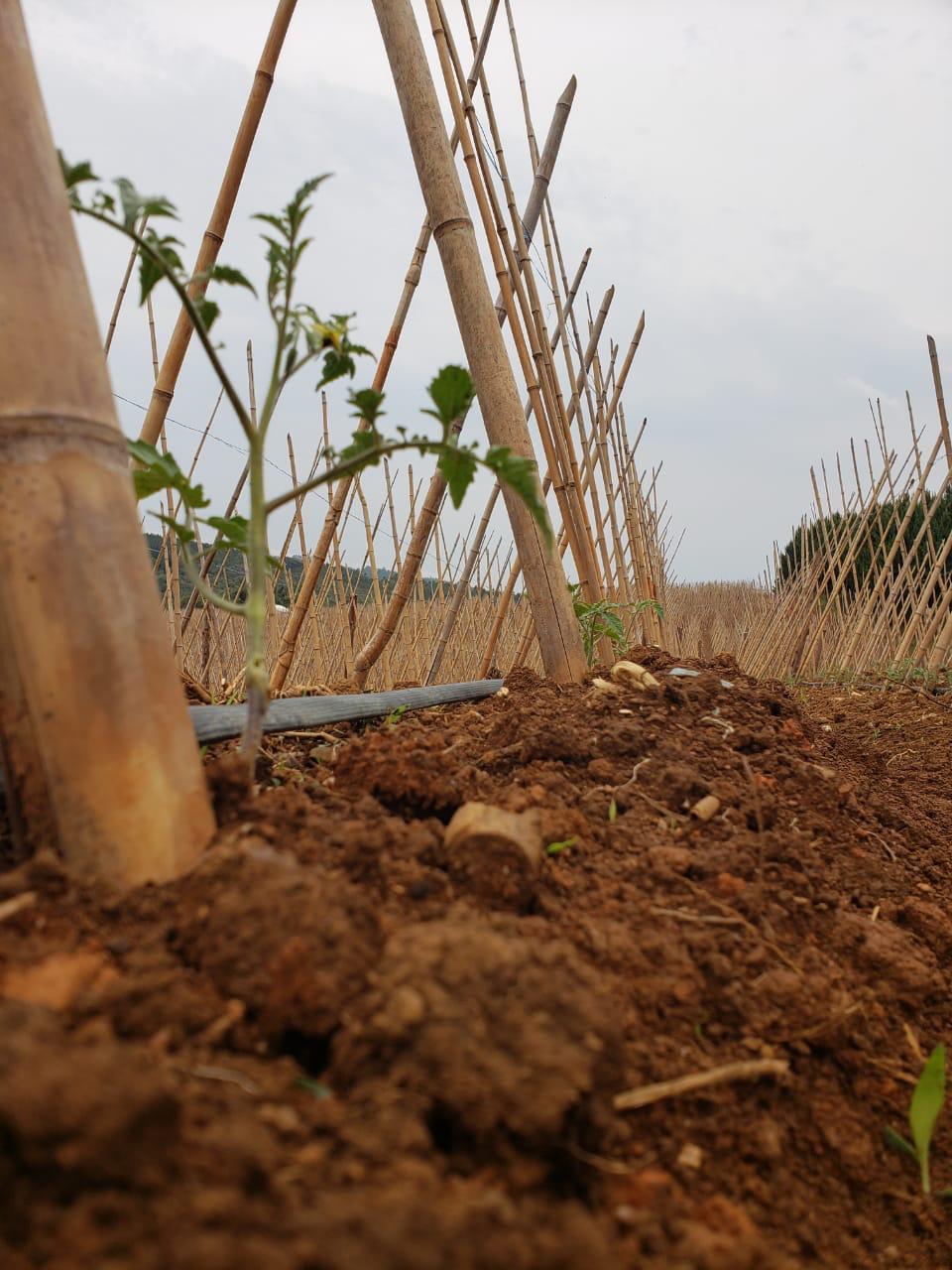 Benefícios Do Uso De Enxertia Em Tomateiro Revista Campo And Negócios 1434