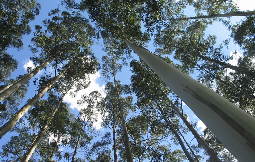 Densidade básica e retratibilidade da madeira em mudas de eucalyptus
