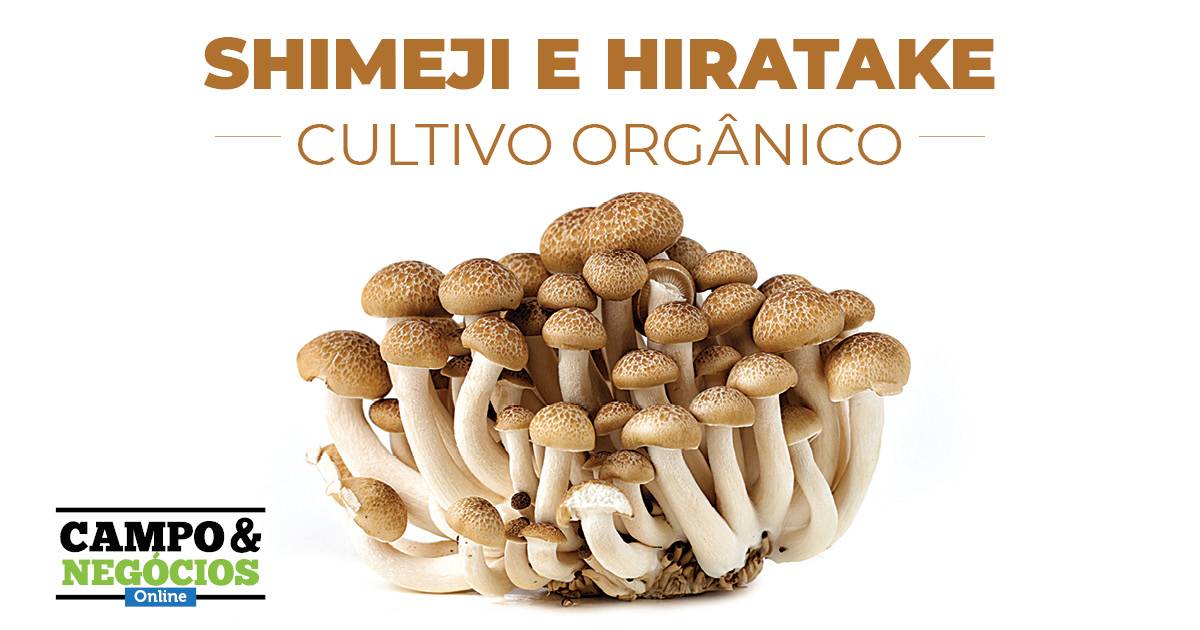 Cultivo de cogumelo Shimeji em substratos é tema do próximo Chimarrão com  Inovação - Secretaria da Agricultura, Pecuária, Produção Sustentável e  Irrigação