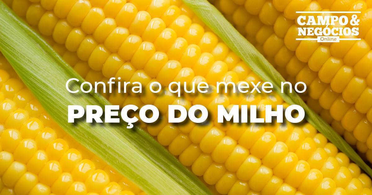 Confira O Que Mexe No Preço Do Milho Revista Campo And Negócios
