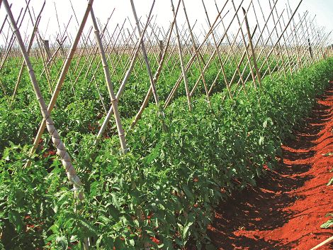 Girassol é aliado no controle de pragas no tomate