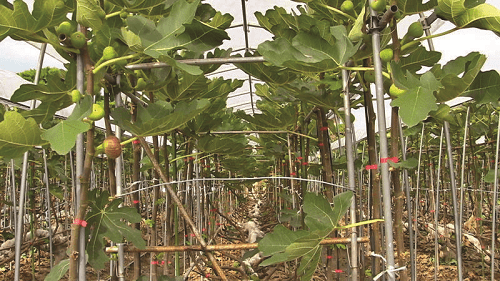 plantação de figo