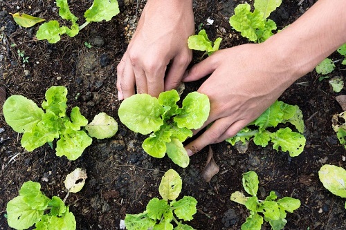 mãos plantando legumes na terra durante o inverno