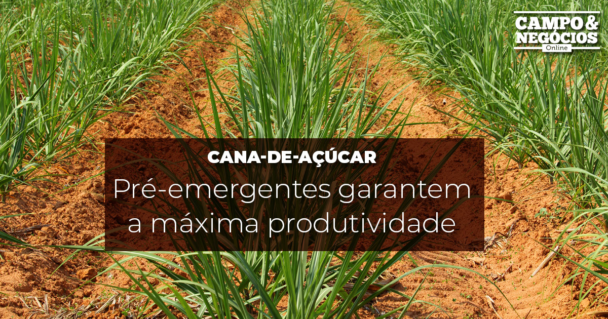 Herbicida Ritmo exclusivo para cana-de-açúcar!