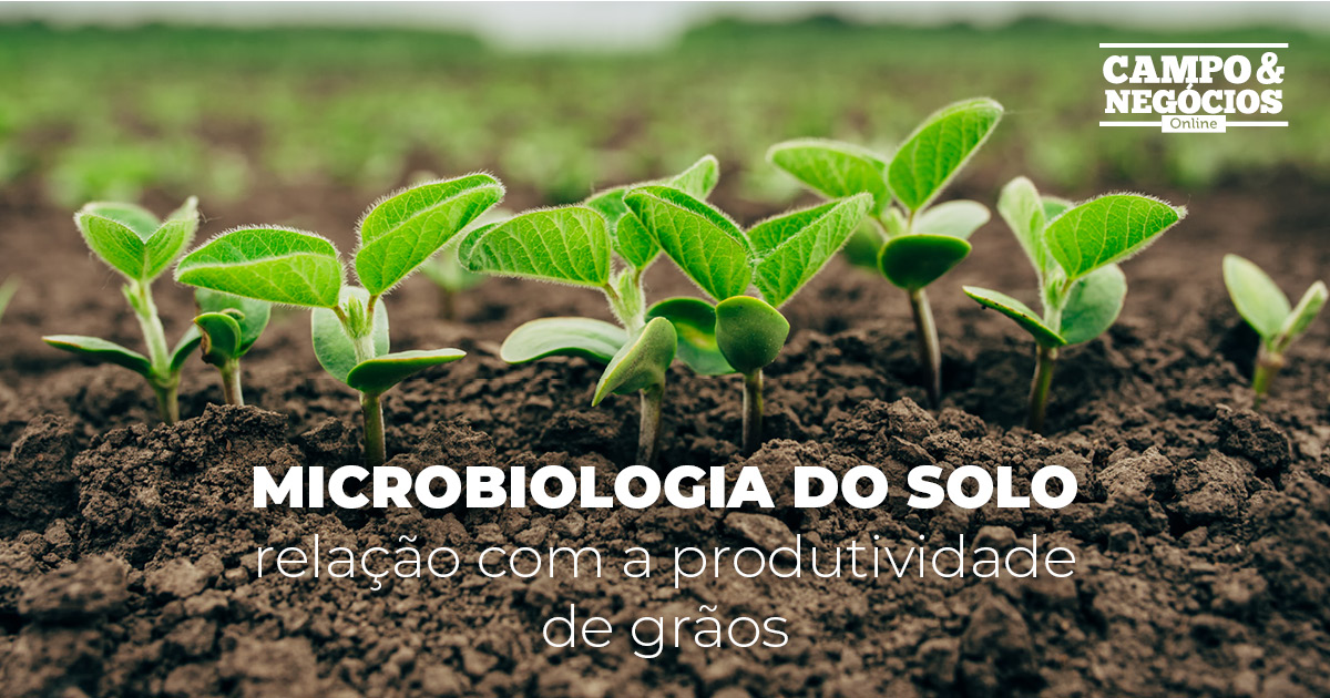 Microbiologia do solo relação com a produtividade de grãos Revista Campo Negócios