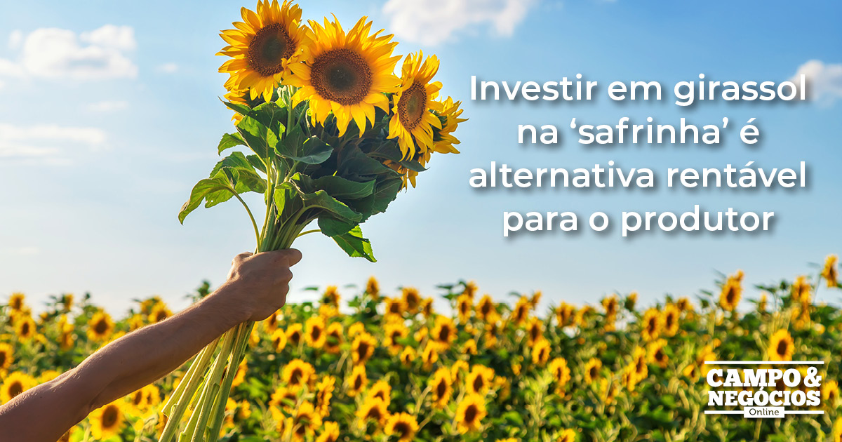 Investir Em Girassol Na Safrinha Alternativa Rent Vel Para O