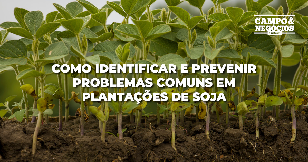 Dicas sobre como identificar e prevenir problemas comuns em plantações de  soja