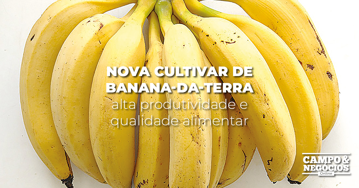 Nova variedade de banana é criada em MT, Mato Grosso