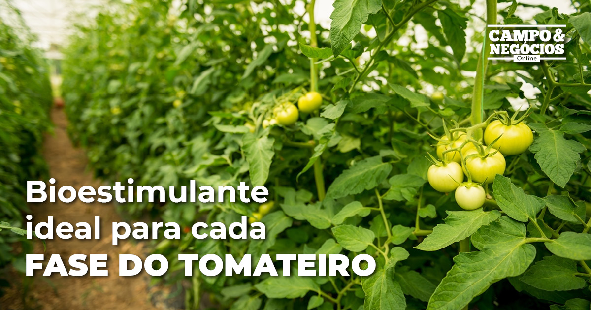 Bioestimulante Ideal Para Cada Fase Do Tomateiro Revista Campo And Negócios 5897