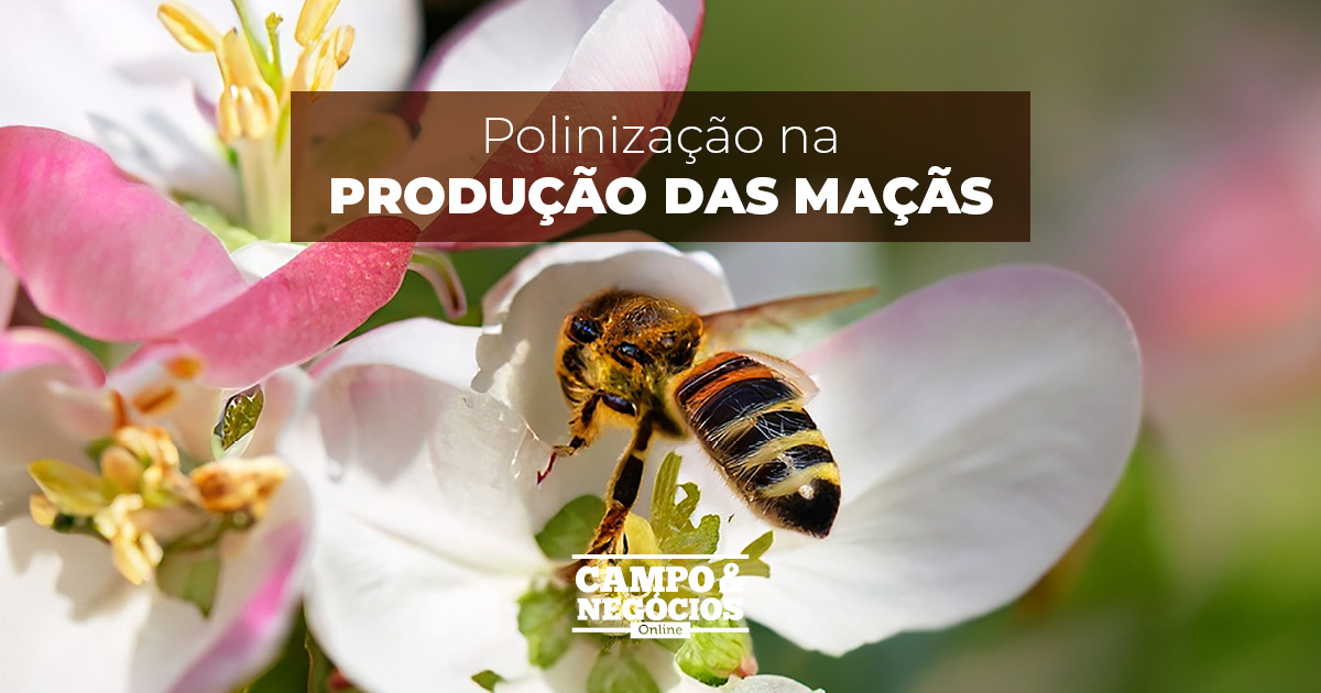 Processos de polinizacão - Melhoramento Vegetal