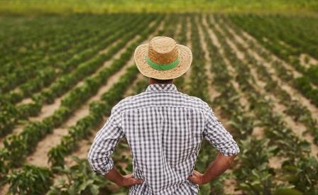 Um agricultor, buscando o aumento da produtivid