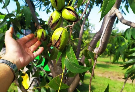 Produção de noz-pecã no Brasil, mostrando nozes 