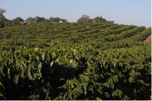 Café é destaque na Rodada de Negócios Coopercam 2024