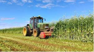 Plantas usadas para biofumigação no controle de pragas e regeneração do solo